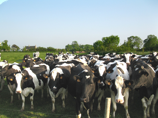 ferme