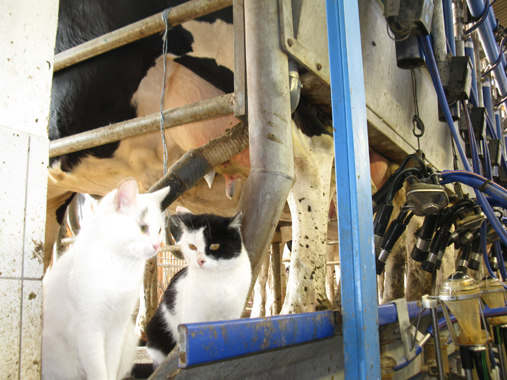 ferme