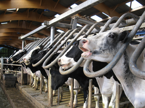 ferme