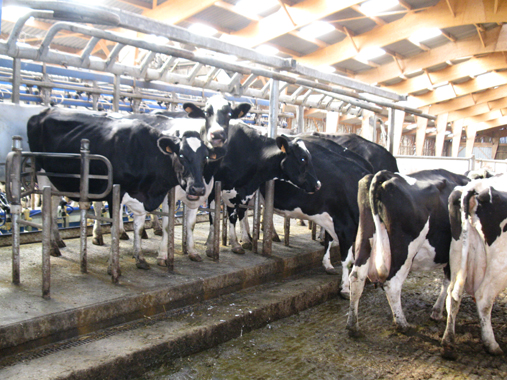 ferme