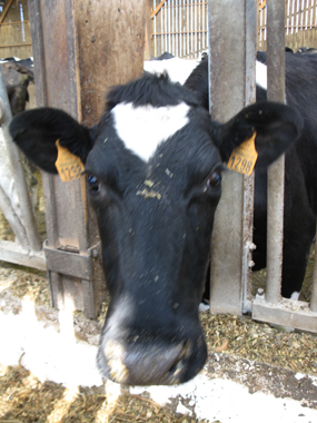 ferme