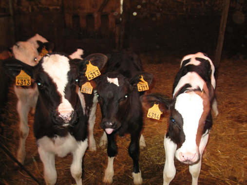 ferme