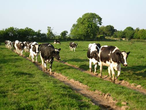 ferme