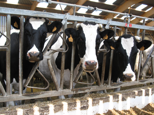 ferme