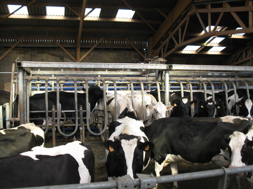 ferme