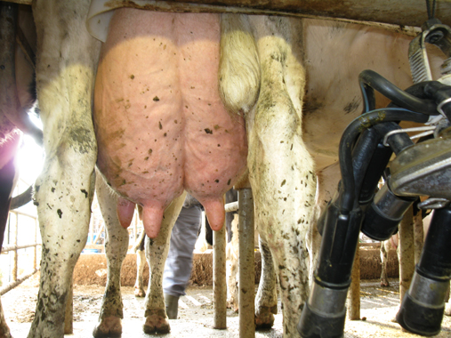 ferme