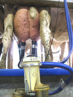 ferme